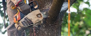 How Our Tree Care Process Works  in  Fairview, CA